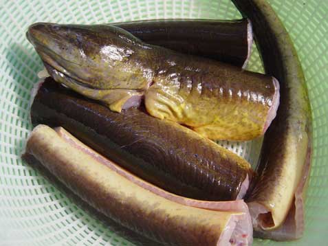 Eels are tastefully eaten in many countries Baby Eel 2